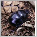 Trypocopris vernalis - Fruehlingsmistkaefer 04.jpg